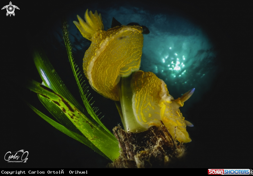 A Nudibranch