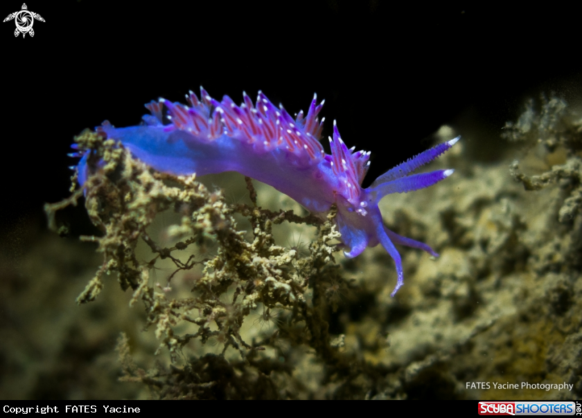 A FLABELLINE MAUVE