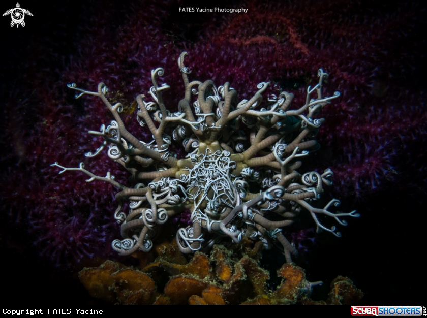 A Gorgonocephalus