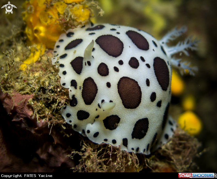 A DORIS DALMATIEN