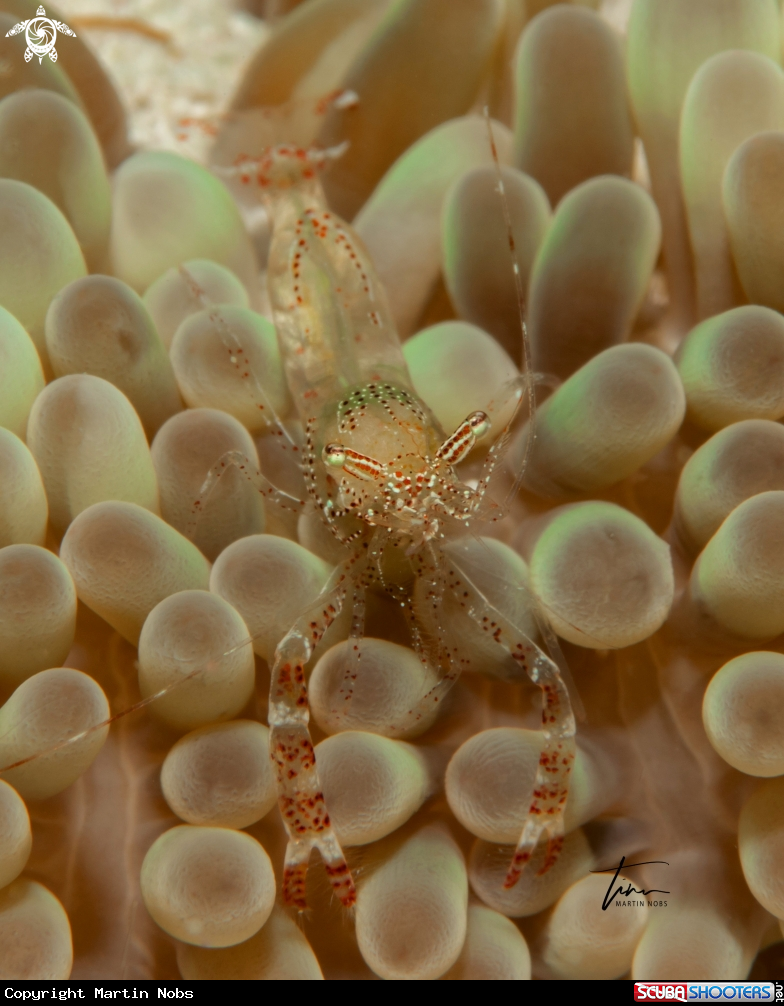 A Sun Coral Shrimp