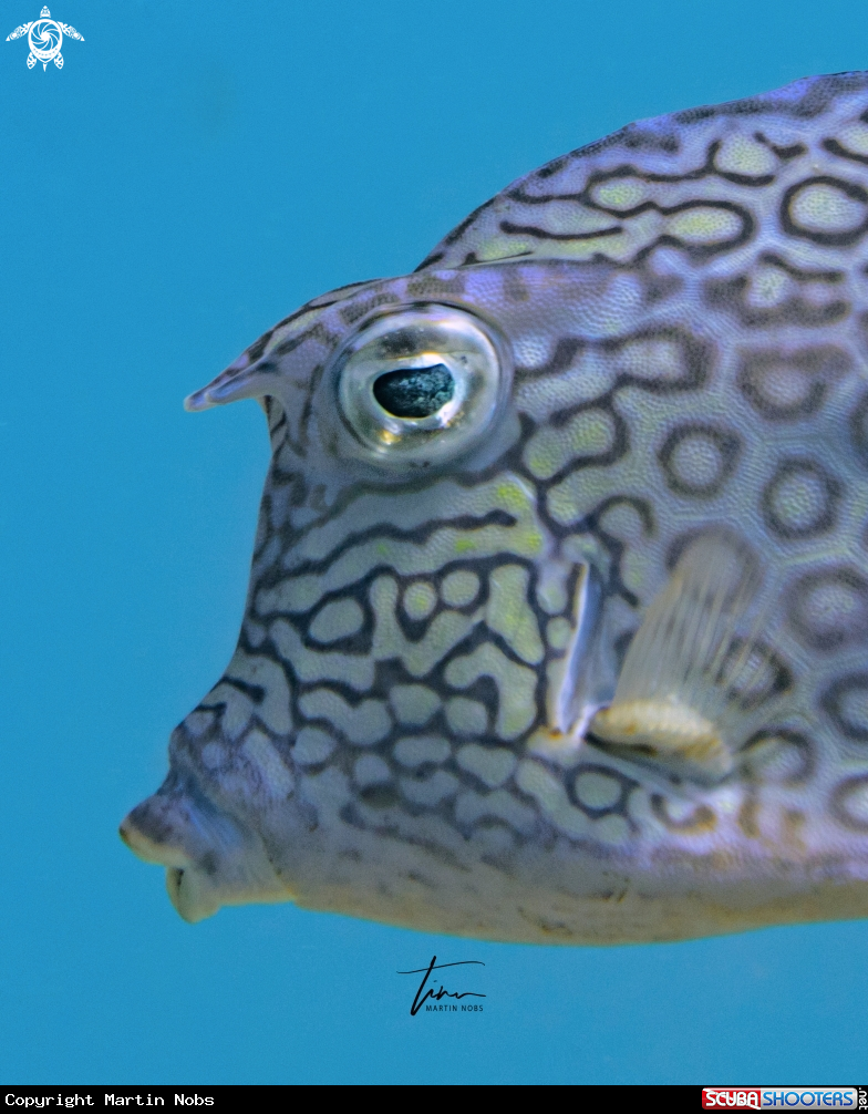 A Honeycomb Cowfish