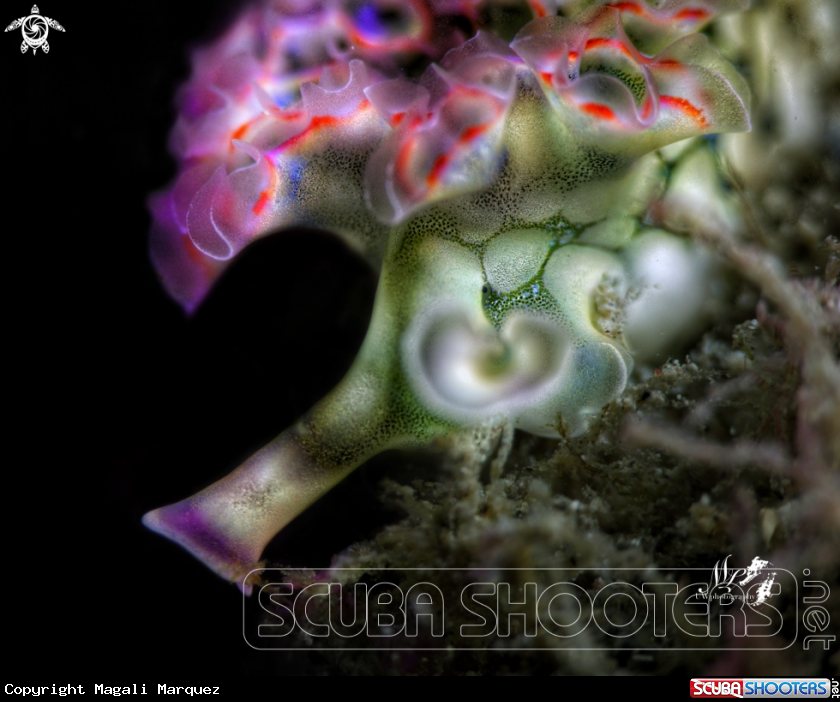A Lettuce sea slug 
