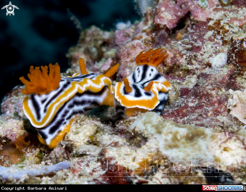 A underwater creature