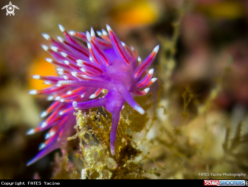 A Flabellina