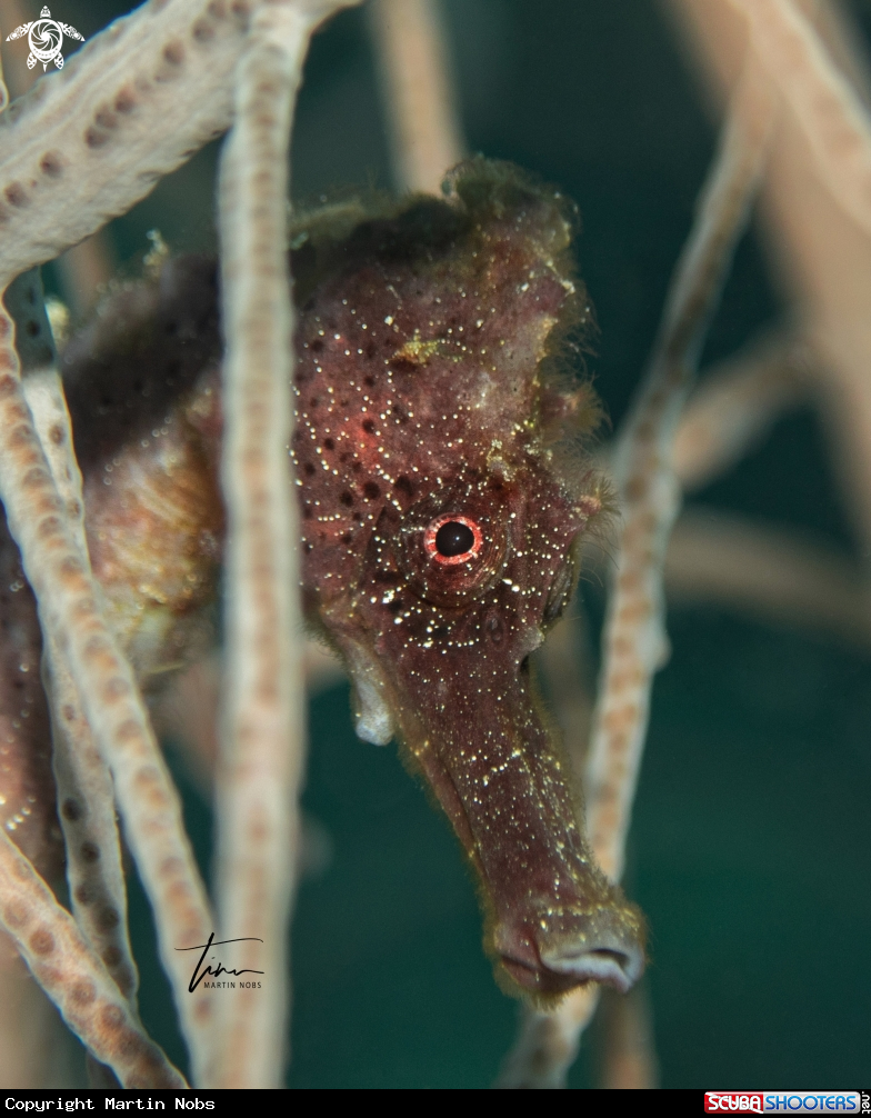 A Seahorse