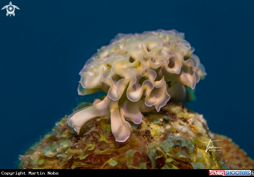 A Lettuce Seaslug