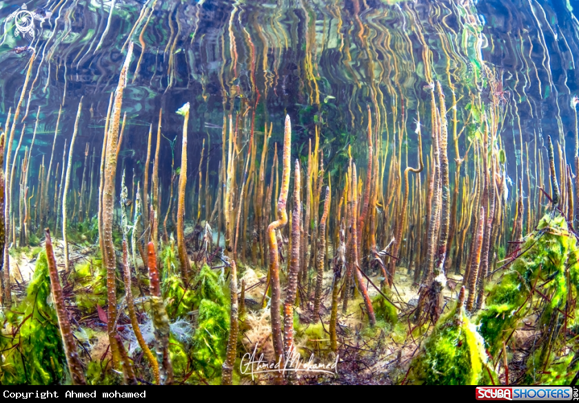 A Mangrove Roots