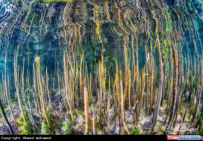 A Mangrove Roots