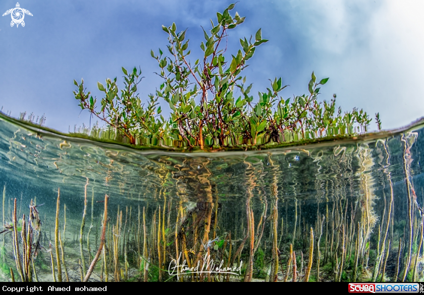 A Mangrove