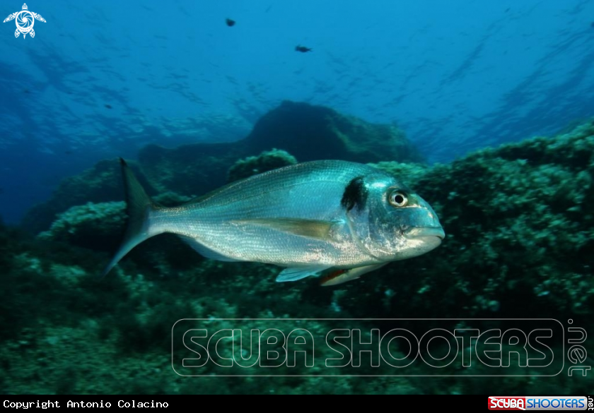 A Orata