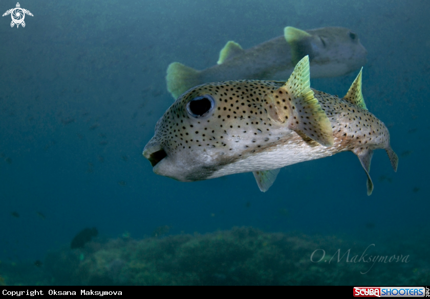 A Porcupine pufferfish (Diodon hystrix)