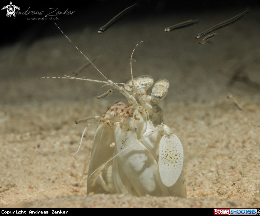 A Spearing mantis shrimp