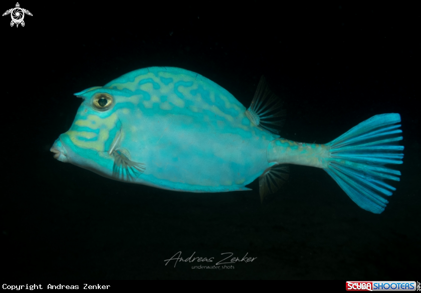A Scrawled Cowfish