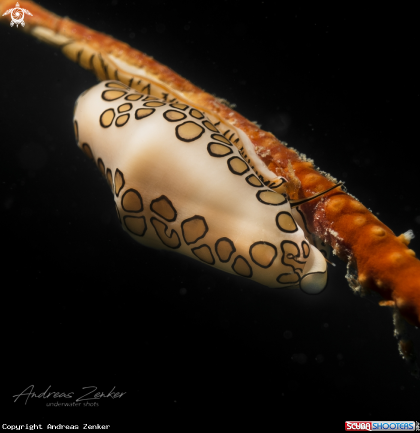 A Flamingo tongue