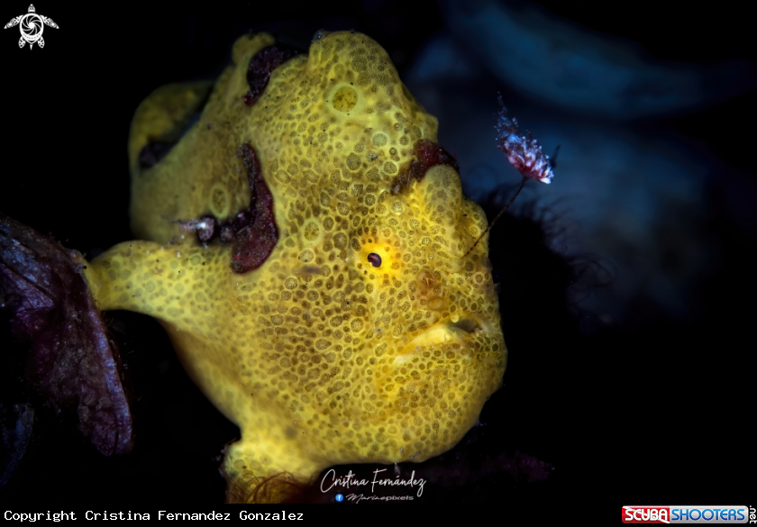 A Warty frogfish