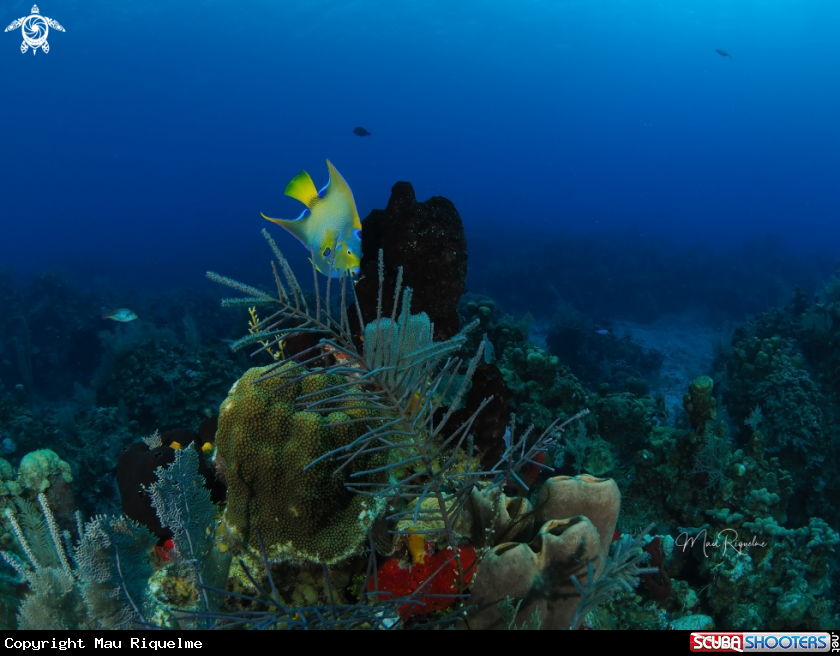 A Queen Angelfish