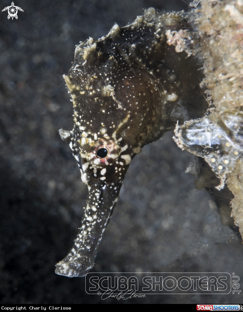 A Spiny Seahorse