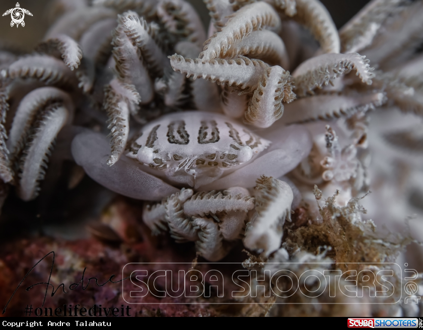 A Xenia swiming crab