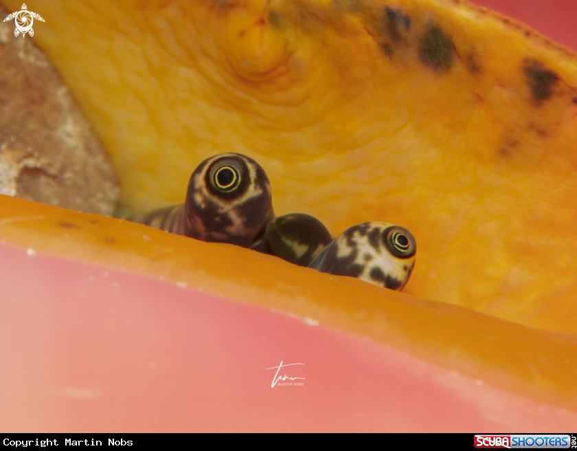 A Queen Conch