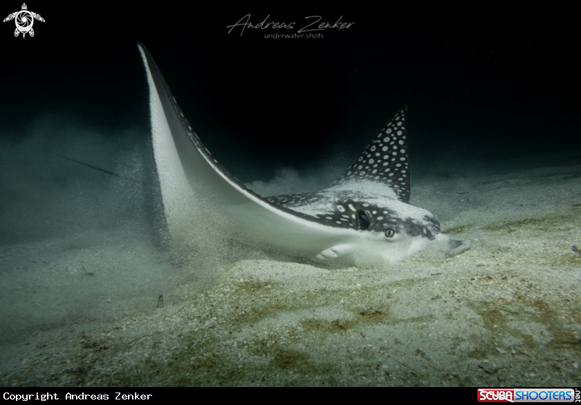 A Spotted eagle ray