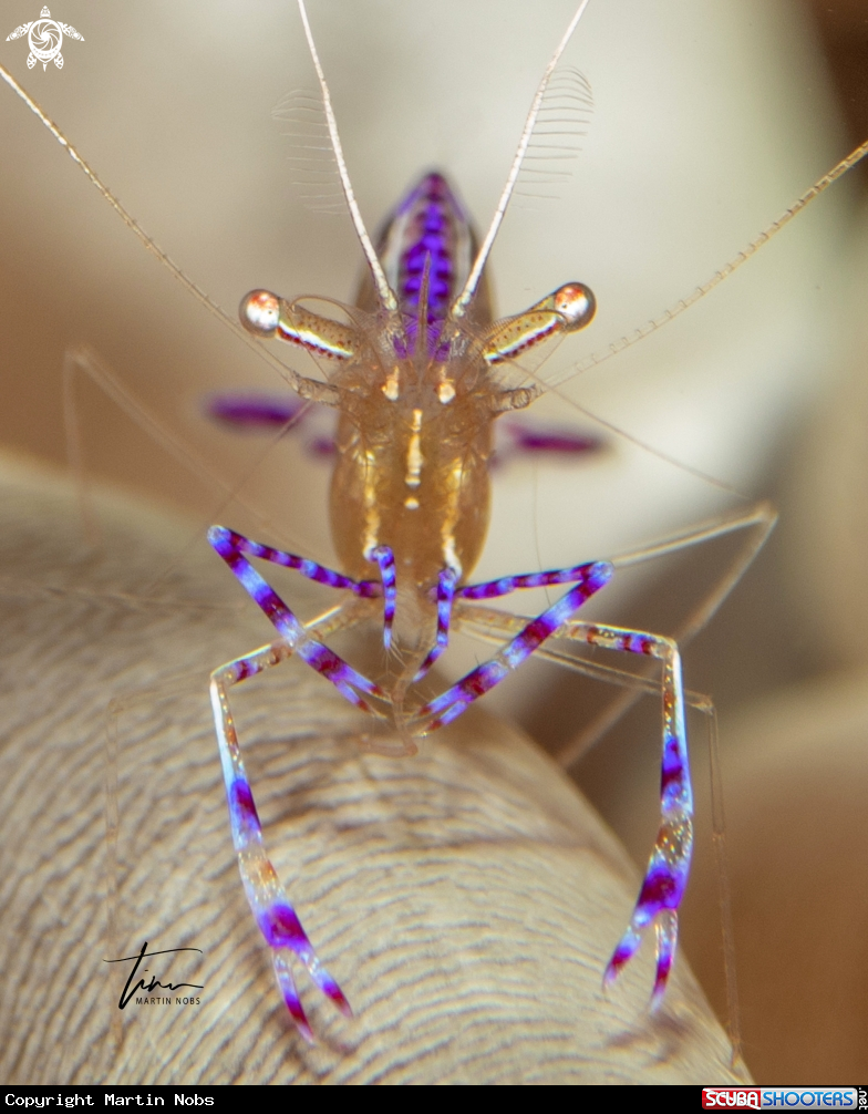 A Pederson's Cleanershrimp