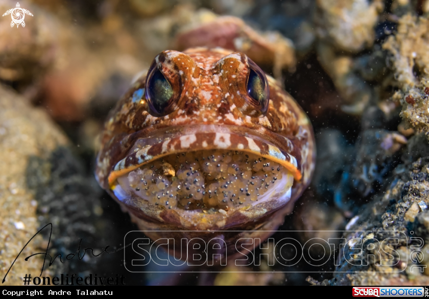 A Jaw fish