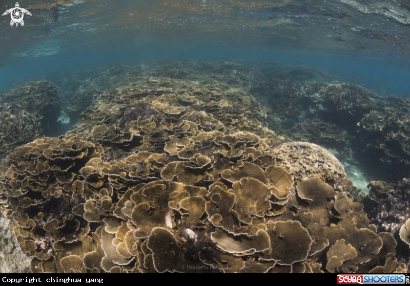 A hardcoral