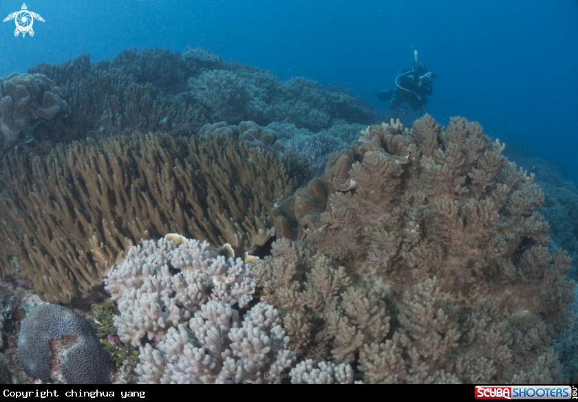 A diver