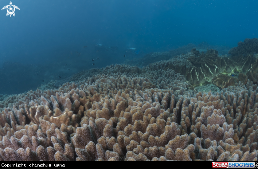 A softcoral