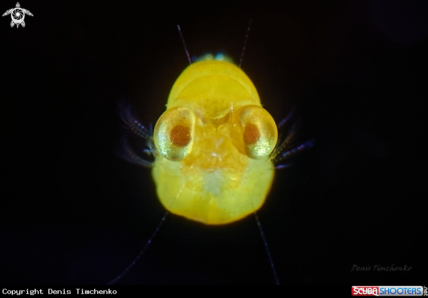 A SHRIMP