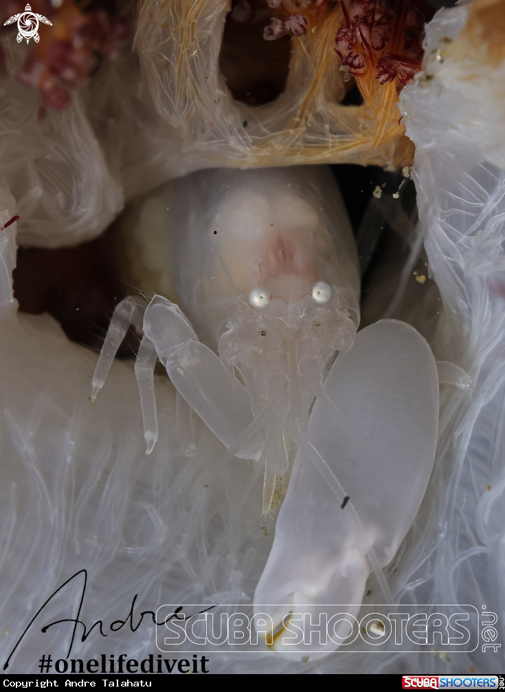 A Snapper shrimp