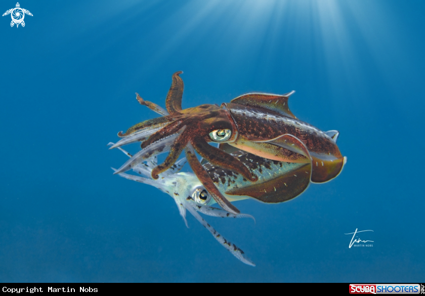 A Caribbean Reef Squid