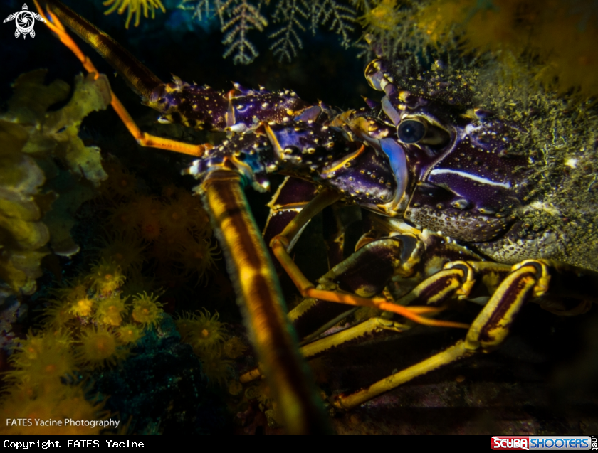 A LANGOUSTE ROUGE
