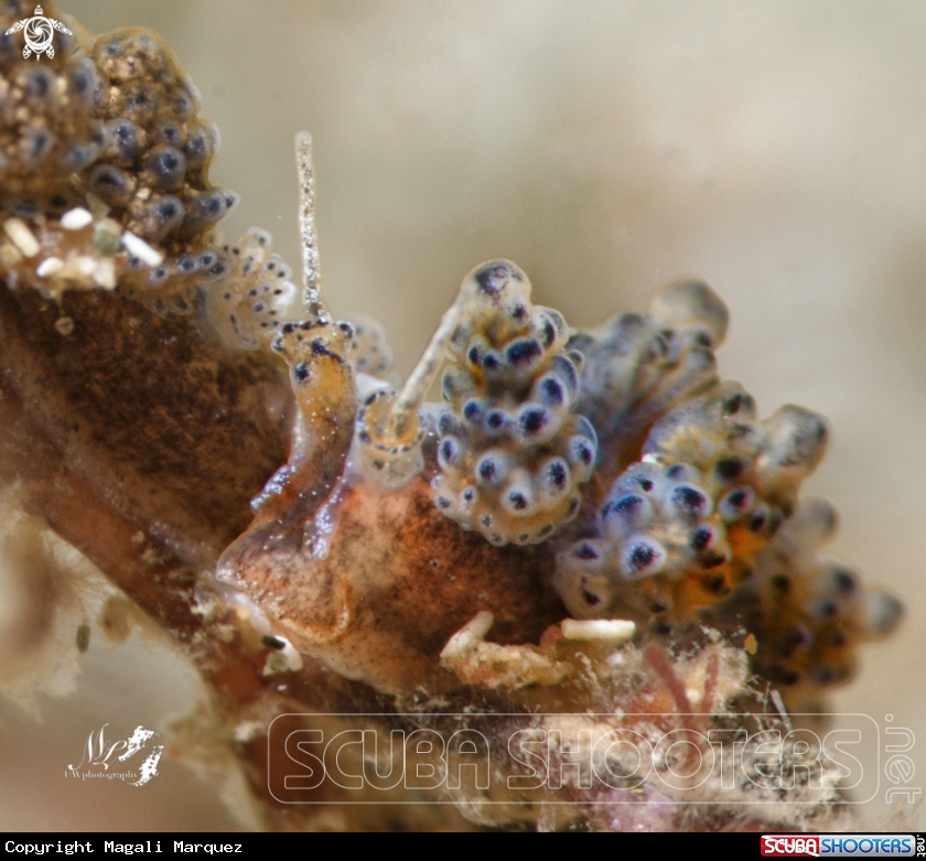 A Doto sp. sea slug 