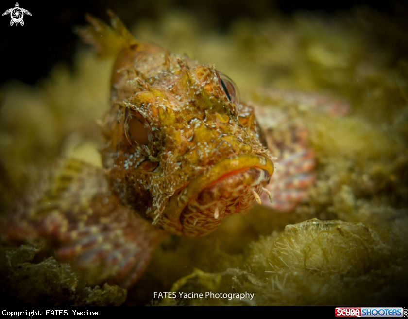A scorpion fish