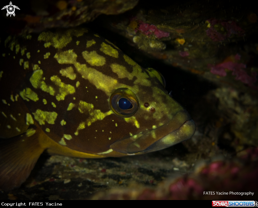 A Grouper