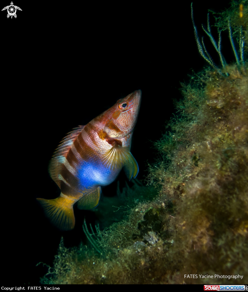 A Serranus