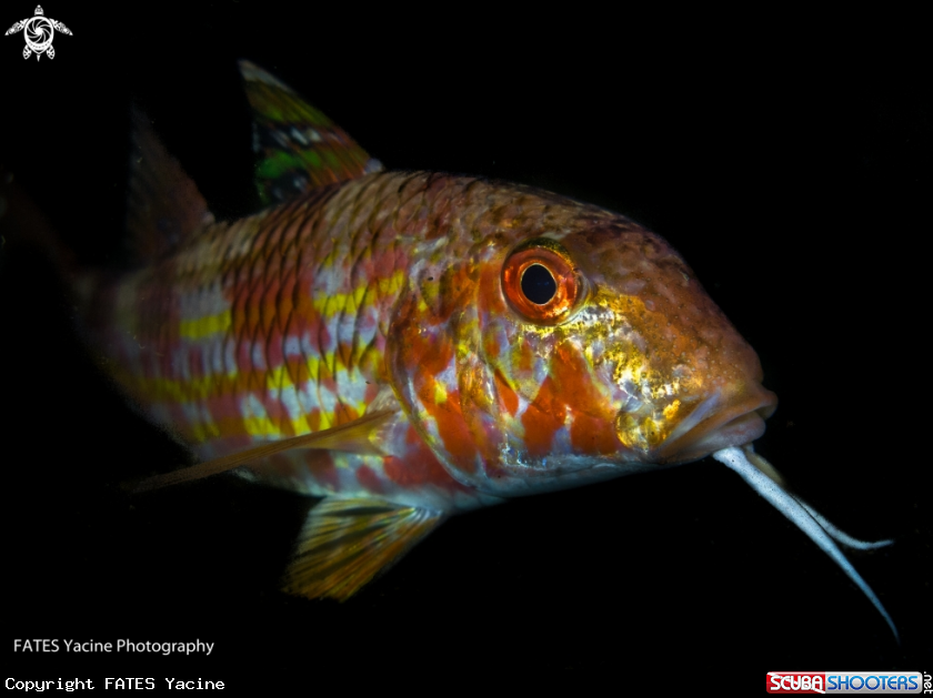 A The red mullet