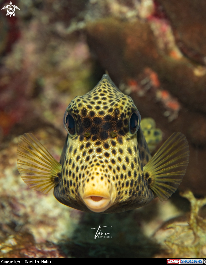 A Spotted Trunkfish