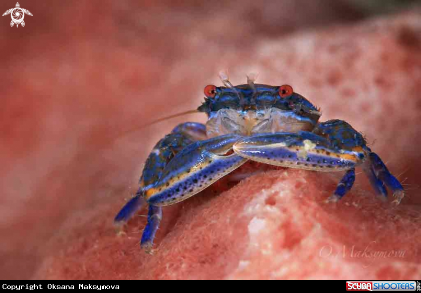 A Barrel Sponge Porcelain Crab (Aliaporcellana spongicola)