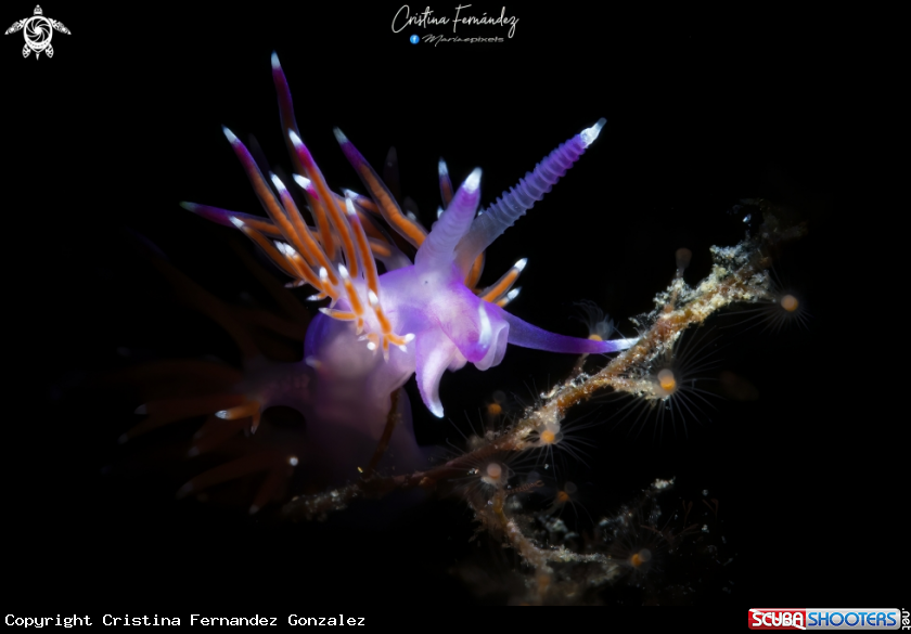 A Nudibranch