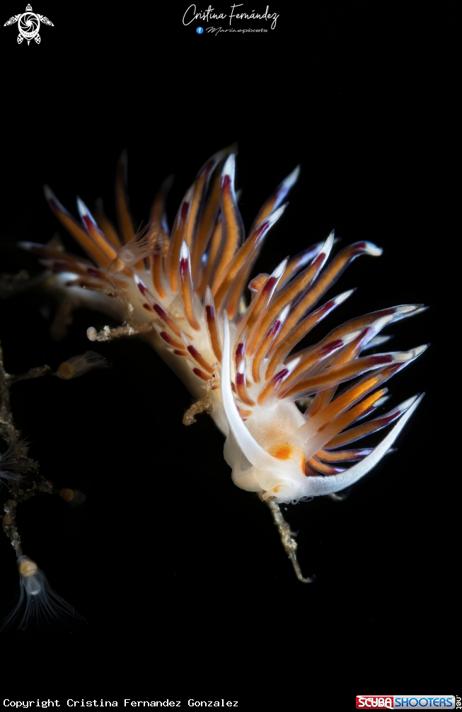 A Nudibranch