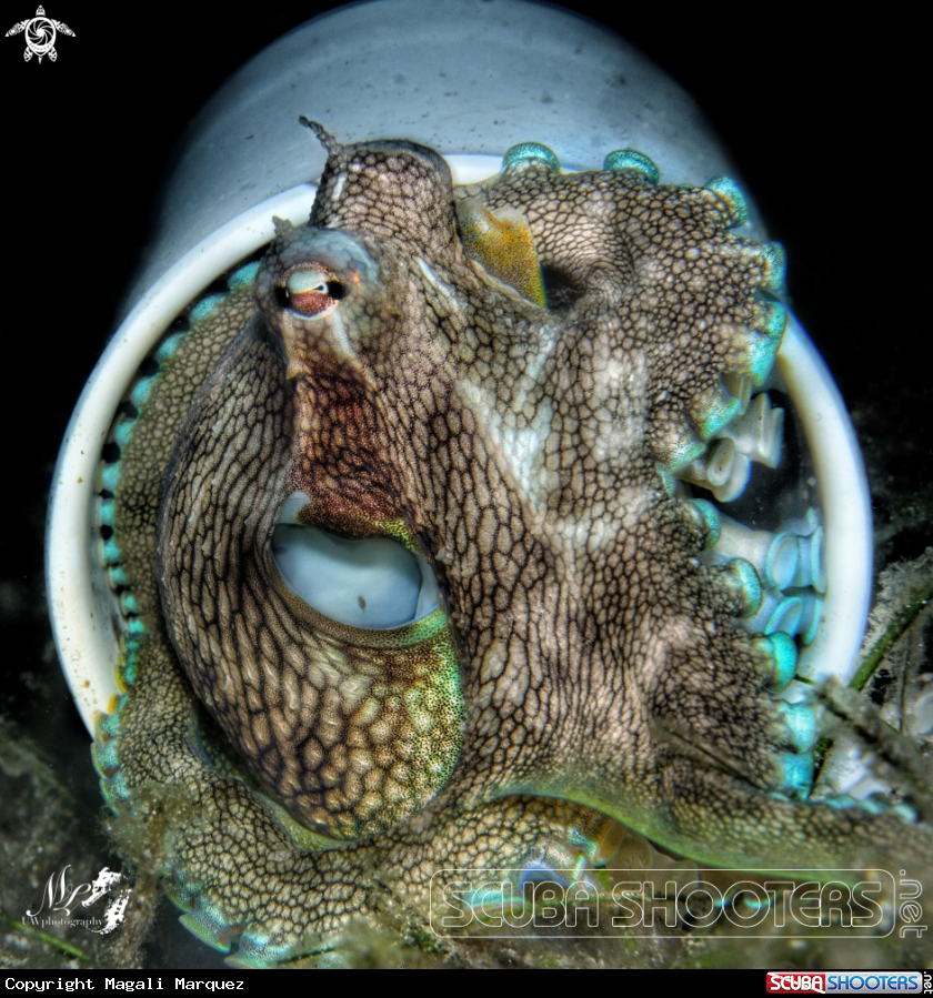 A Coconut octopus 