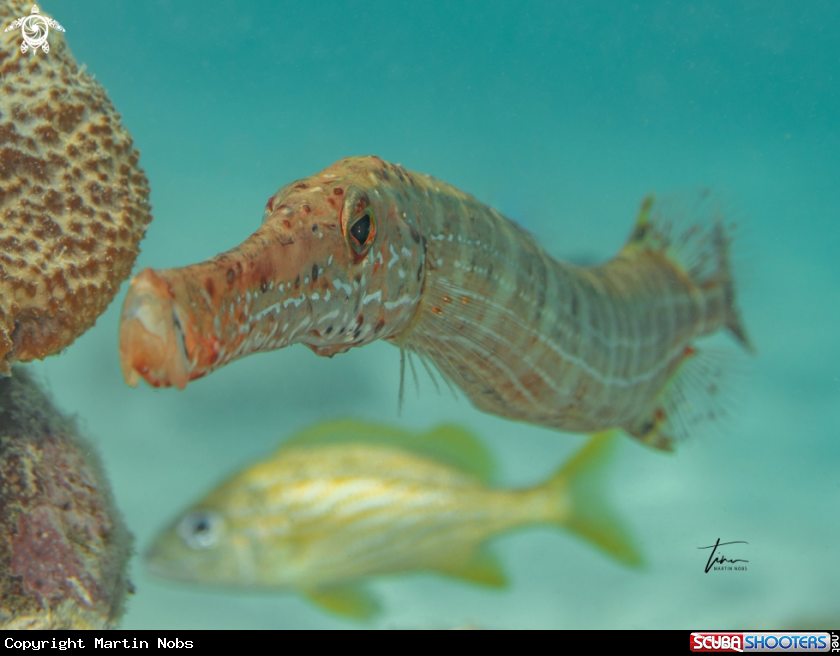 A Trumpetfish