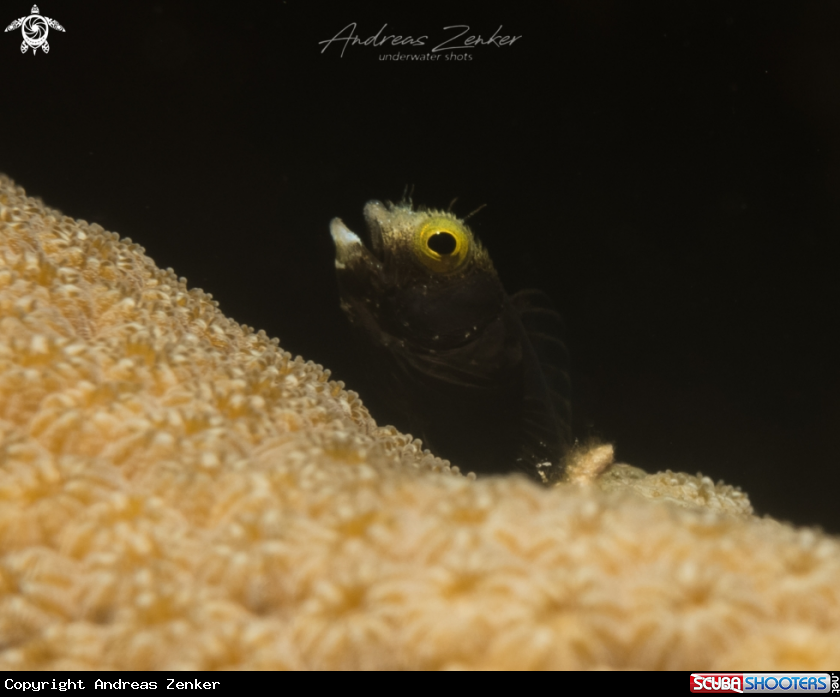 A Spinyhead Blenny