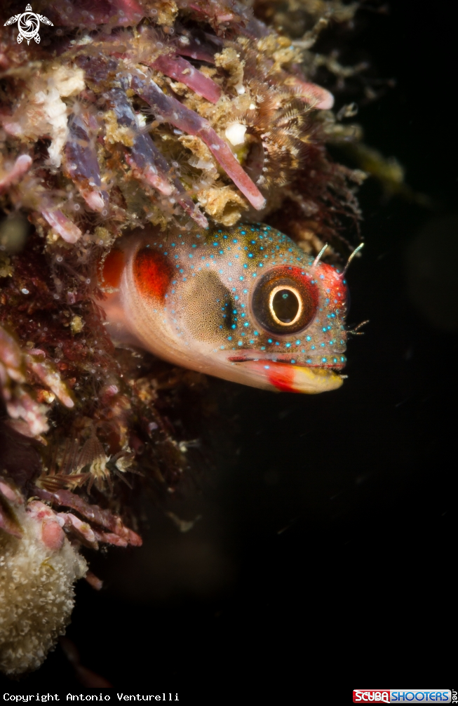 A Tube blenny