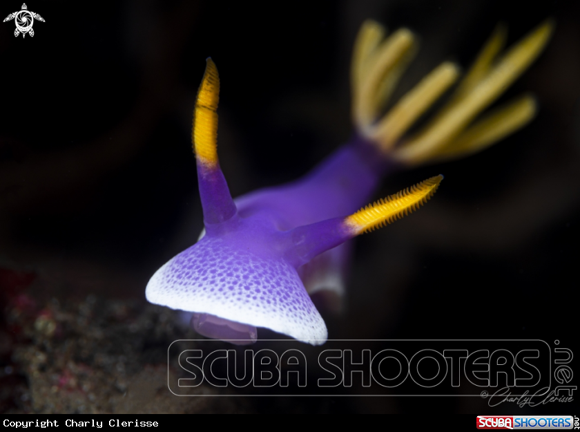 A Hypselodoris apolegma