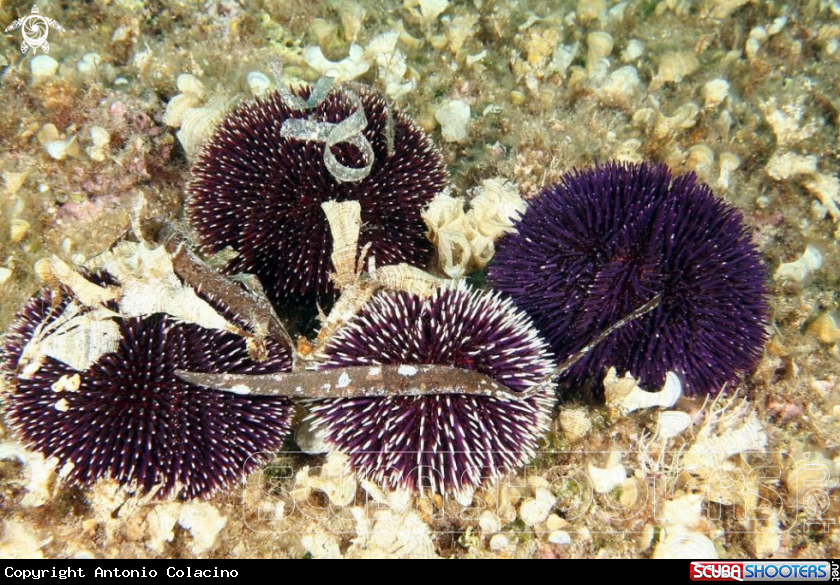 A Ricci-Sea urchins