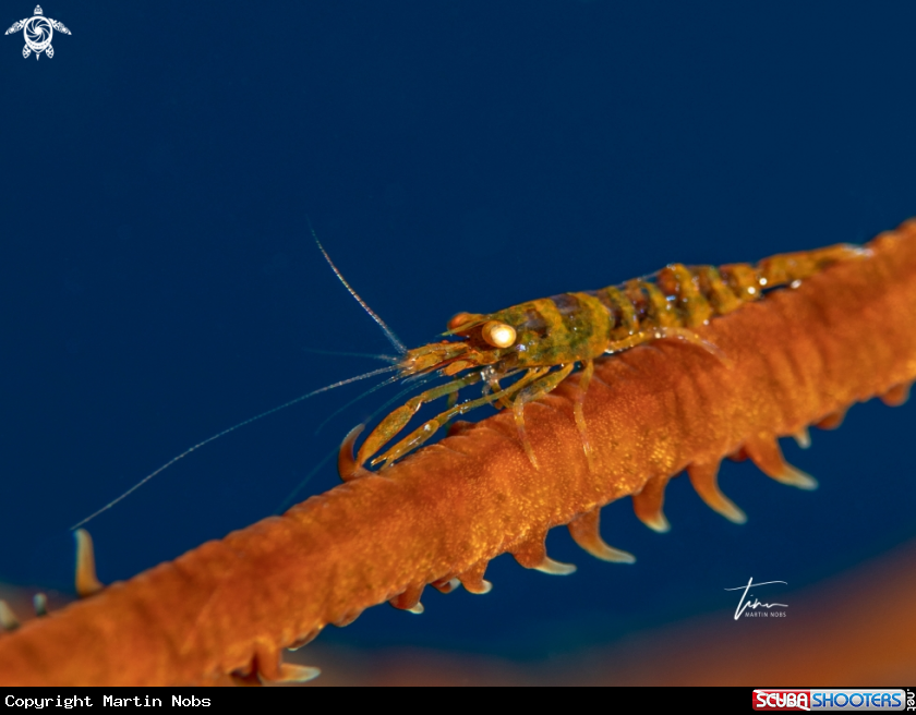A Wirecoral Shrimp